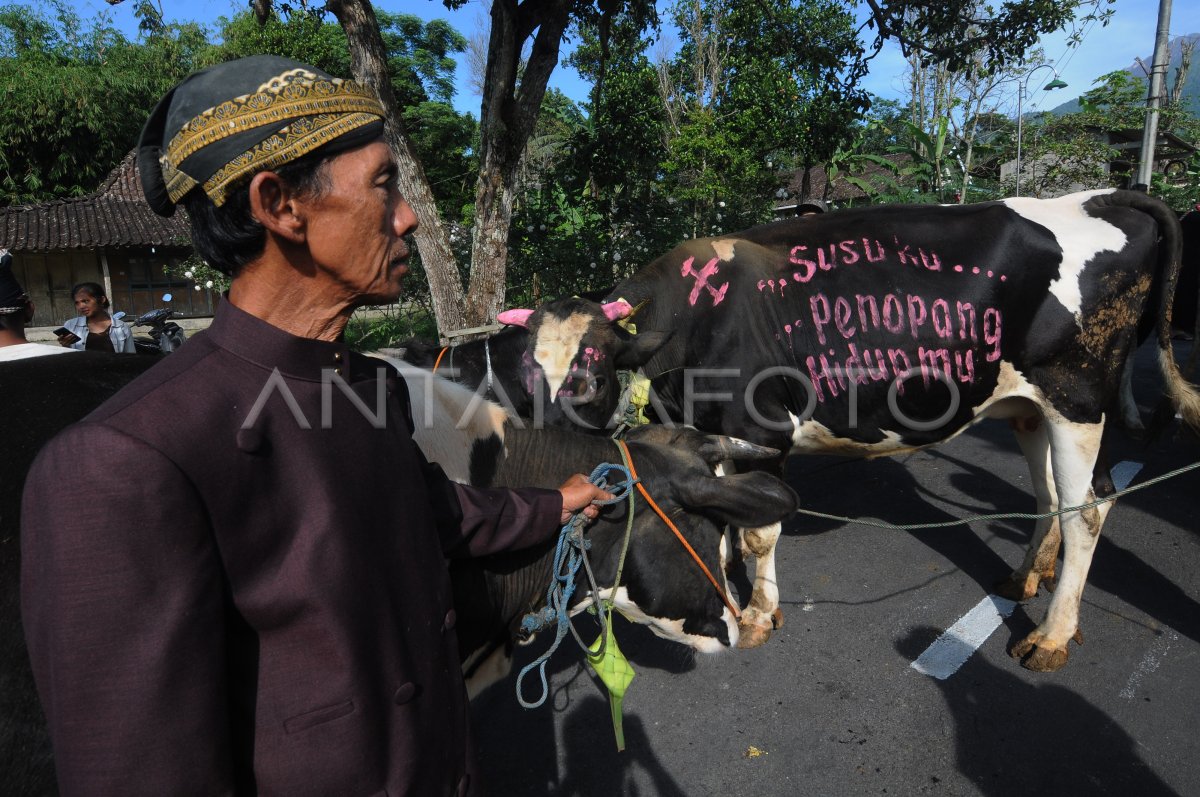 Tradisi Lebaran Sapi Di Lereng Merapi Antara Foto