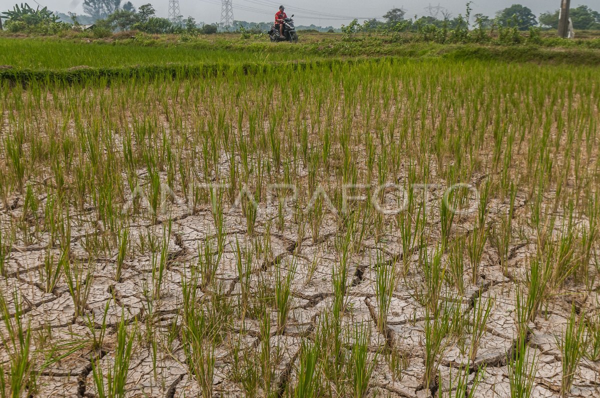 Sawah Kekeringan Di Lebak ANTARA Foto