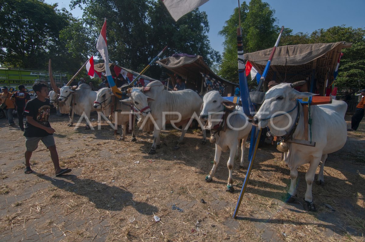 Pawai Gerobak Sapi Di Klaten ANTARA Foto