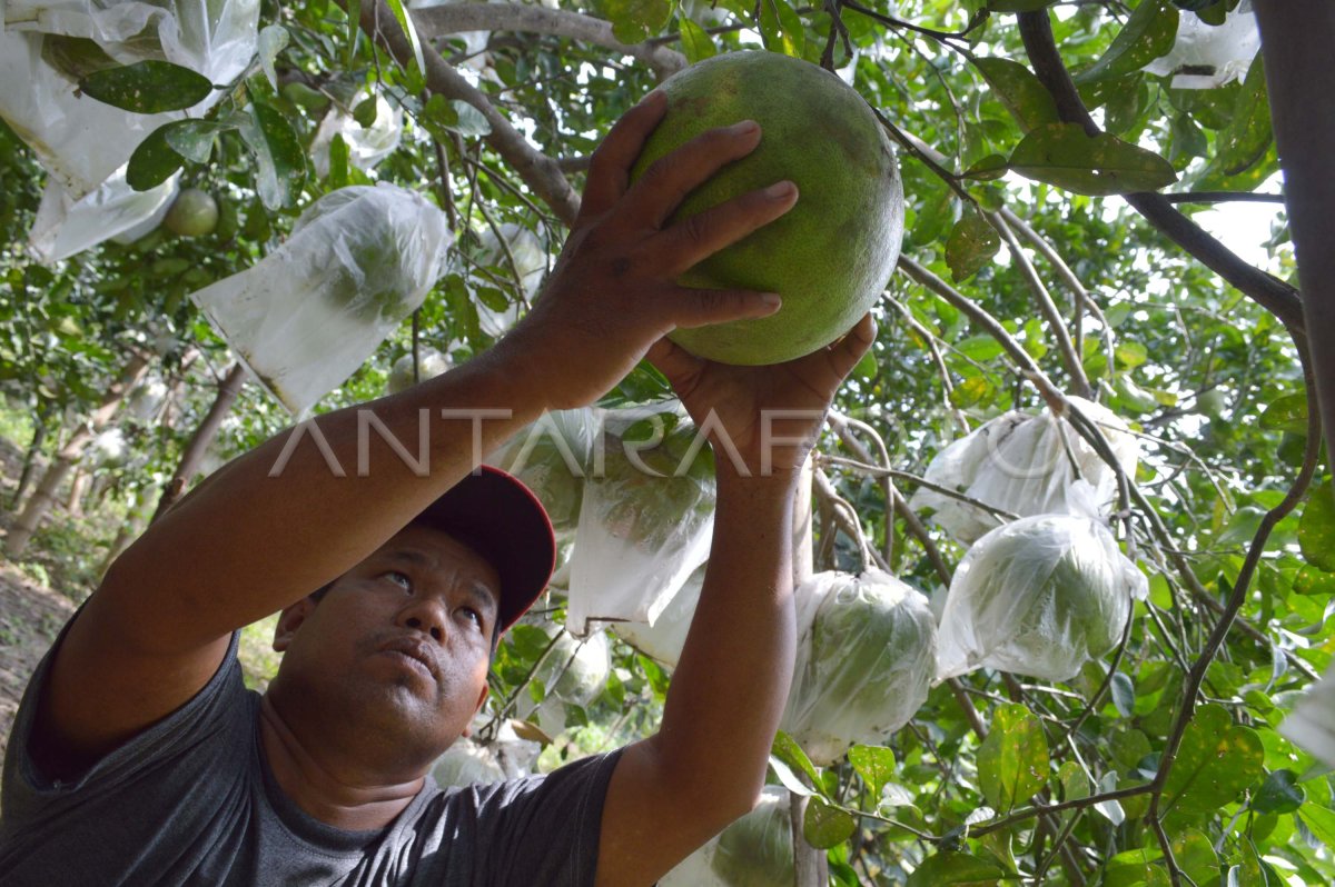 PANEN JERUK PAMELO ANTARA Foto