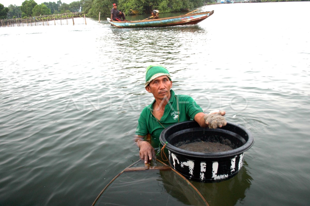 Pendapatan Nelayan Udang Rebon Antara Foto