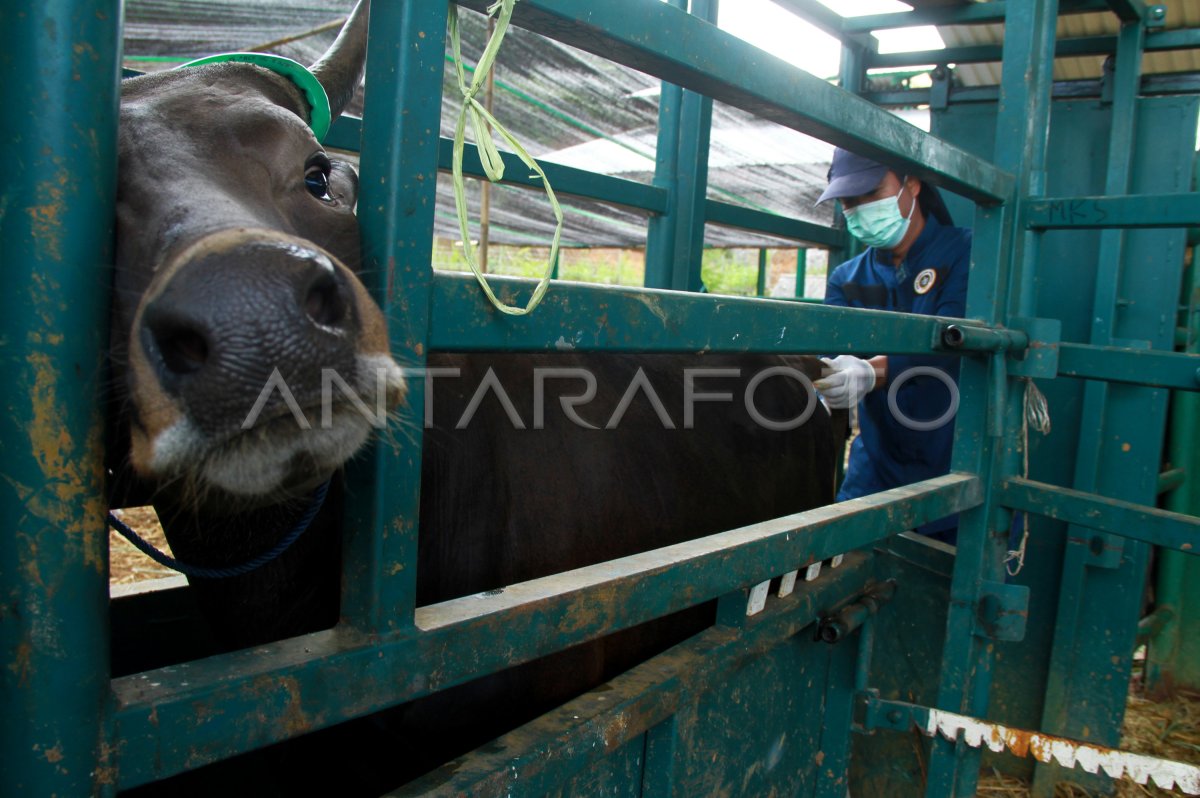 PEMERIKSAAN KESEHATAN HEWAN KURBAN ANTARA Foto