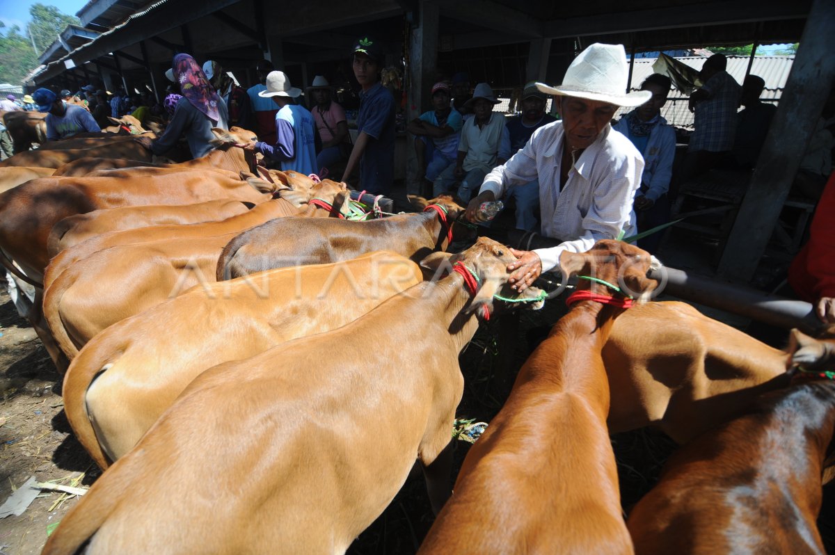 Harga Sapi Madura Antara Foto