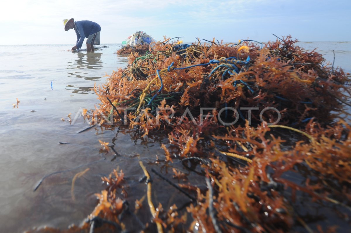 BIBIT RUMPUT LAUT NAIK ANTARA Foto