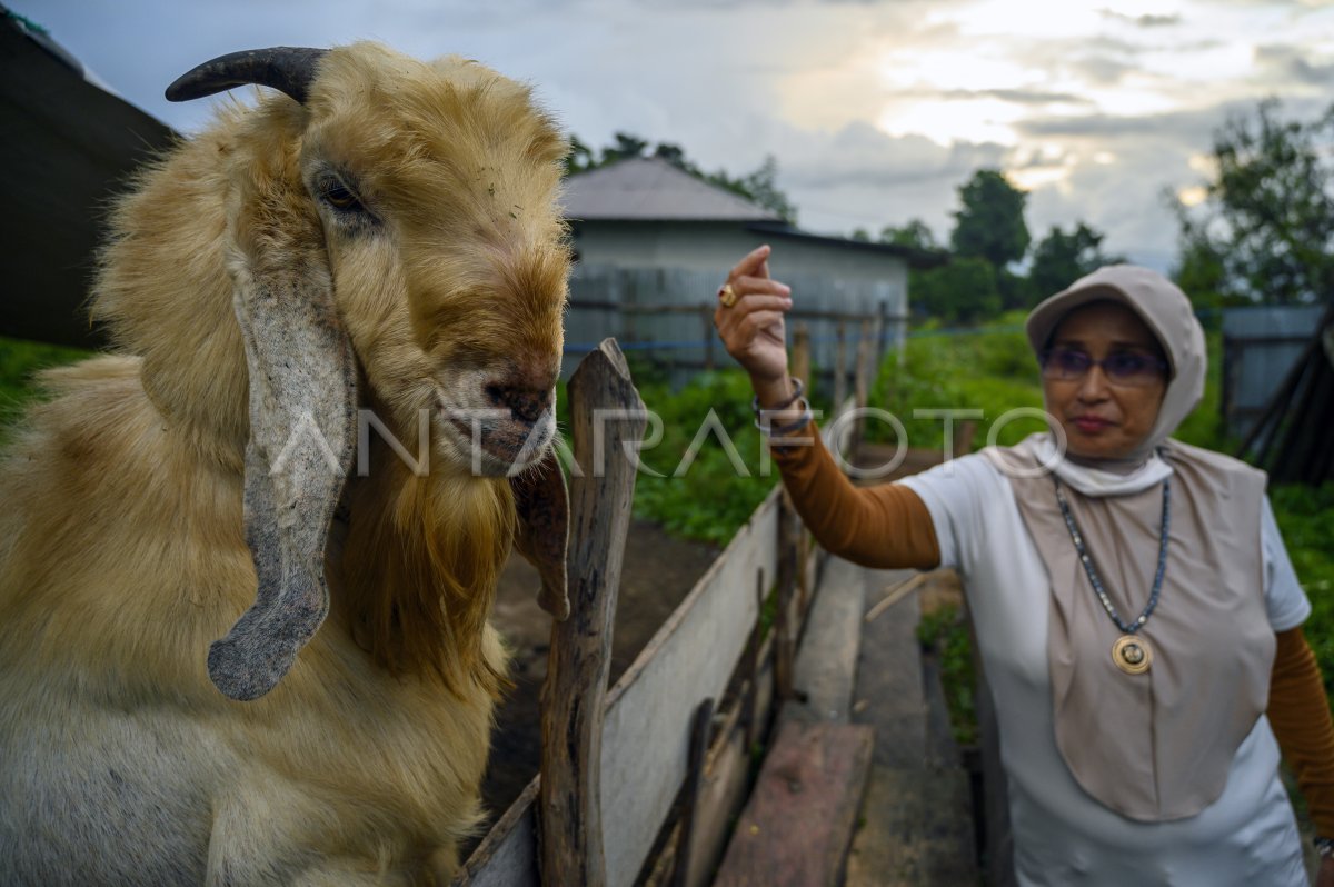 PETERNAK BERALIH KE KAMBING ETAWA ANTARA Foto