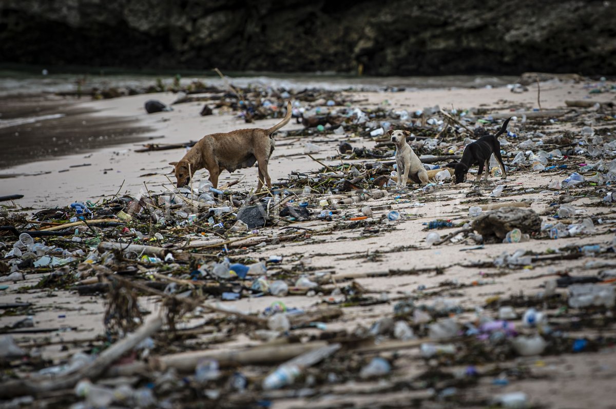 SAMPAH DI PANTAI PINK LOMBOK ANTARA Foto