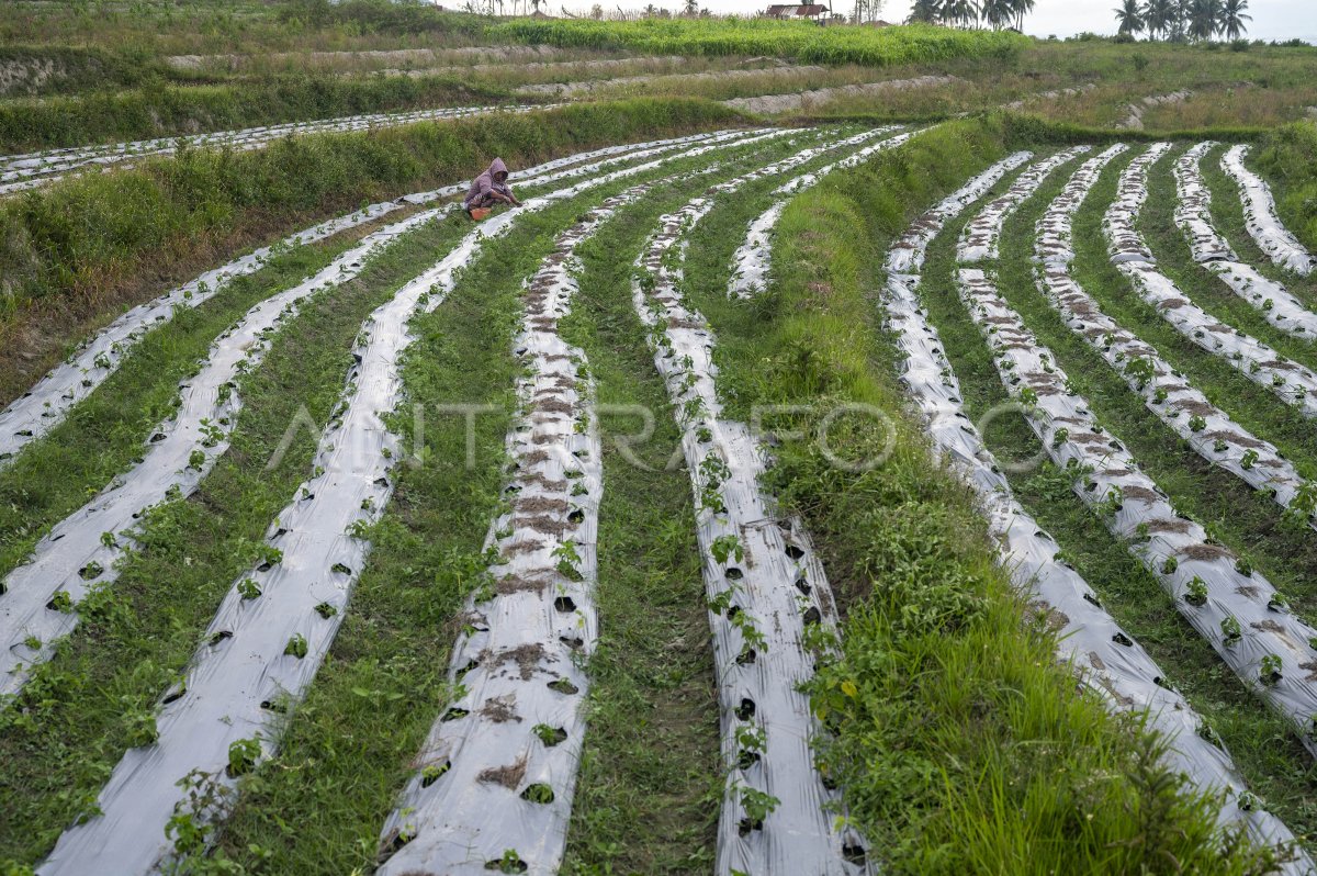 TANAMAN CABAI DISERANG KUTU DAUN ANTARA Foto