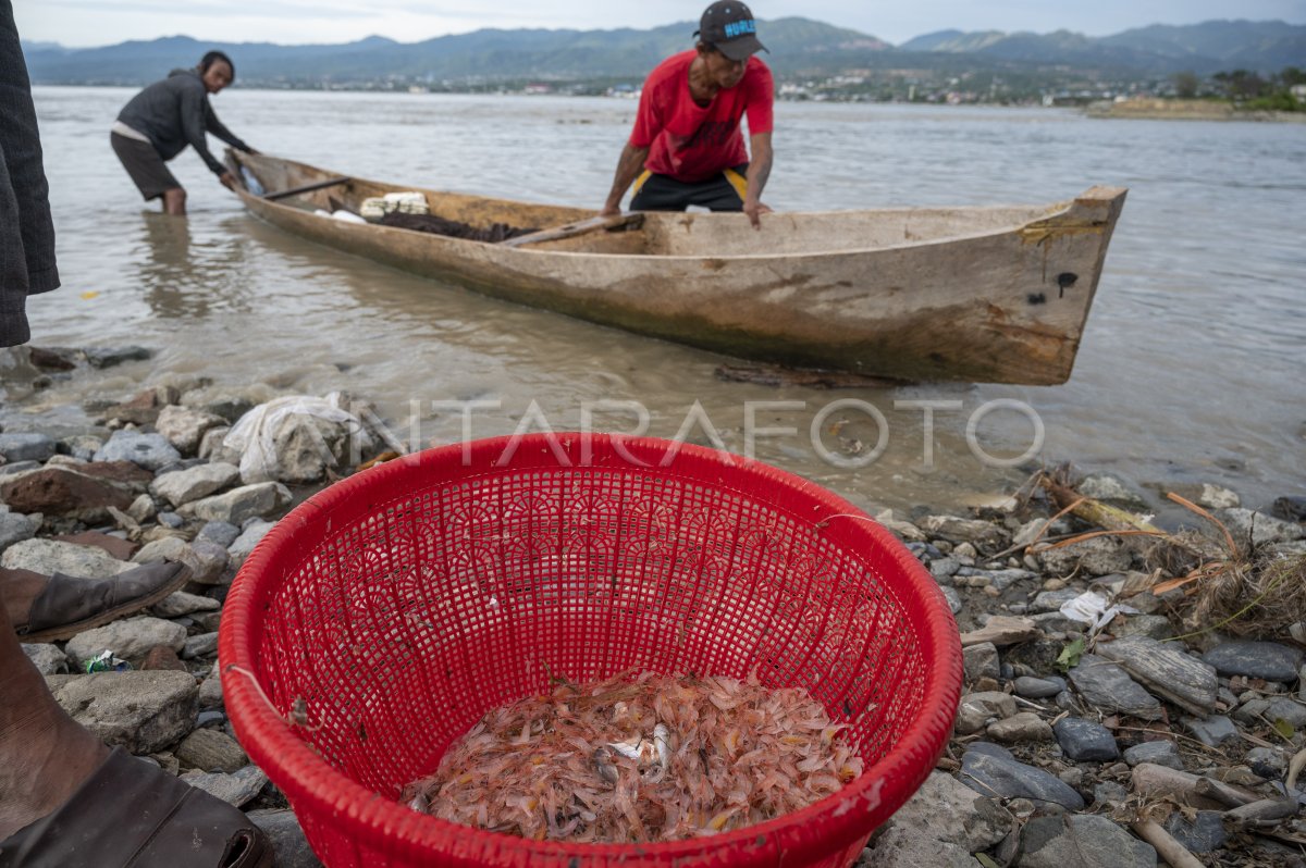 Tangkapan Udang Melimpah Antara Foto