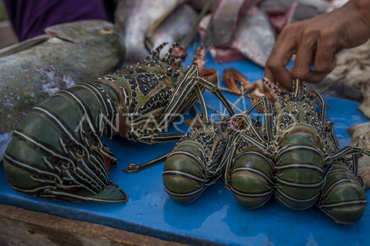 Larangan Ekspor Benih Lobster Antara Foto