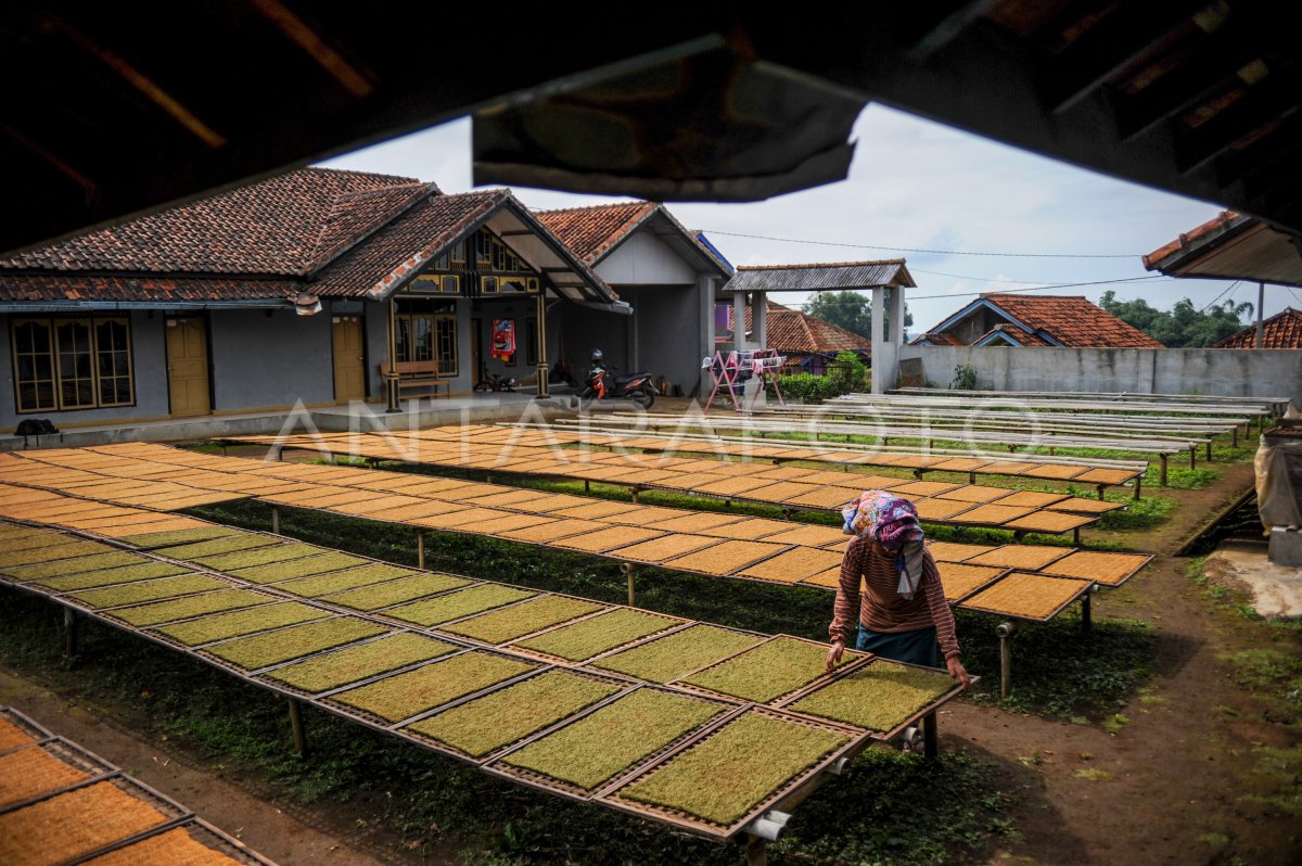 PRODUKSI TEMBAKAU DI KABUPATEN SUMEDANG ANTARA Foto