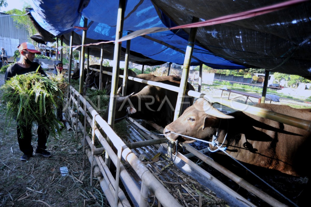 Penjualan Hewan Kurban Menurun Antara Foto