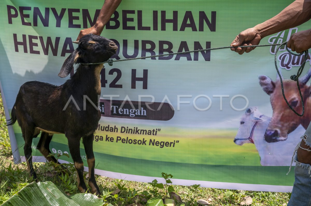 PENYEMBELIHAN HEWAN KURBAN SAAT PPKM MIKRO ANTARA Foto