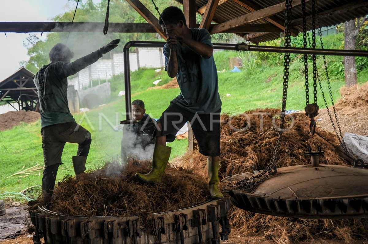 BAHAN BAKU AKAR WANGI MENURUN ANTARA Foto