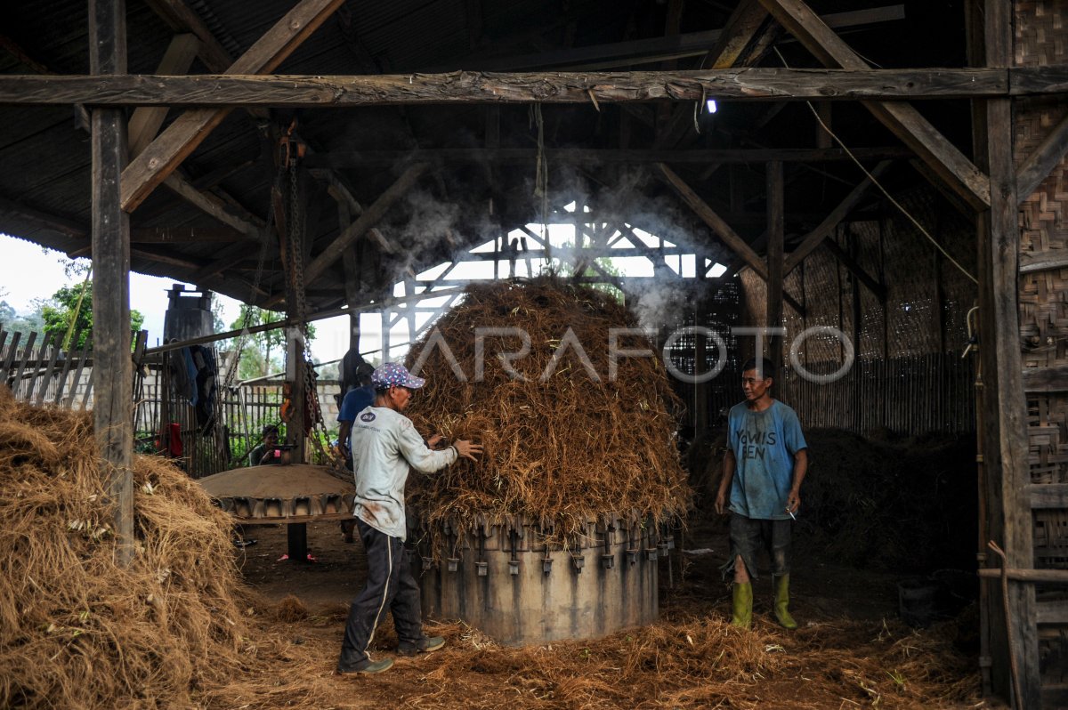 BAHAN BAKU AKAR WANGI MENURUN ANTARA Foto