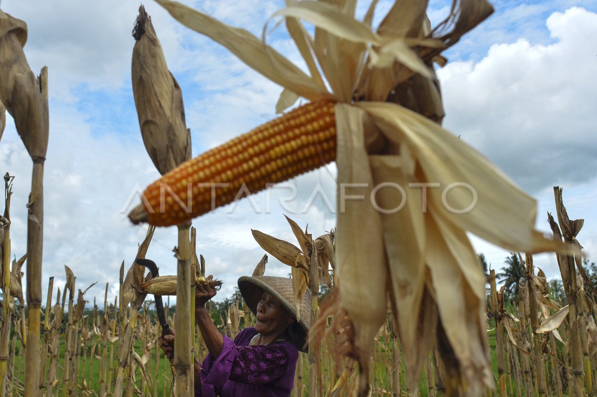 Target Produksi Jagung Nasional Antara Foto