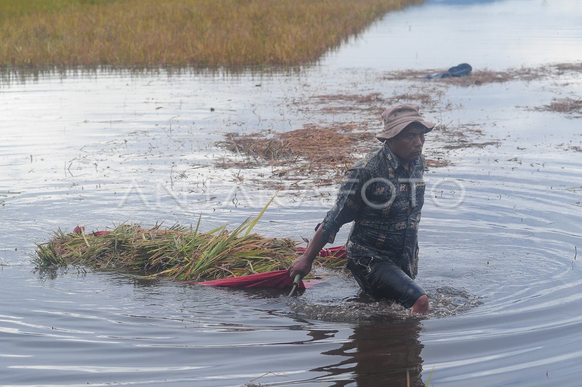 Lahan Persawahan Terdampak Banjir Di Kerinci Antara Foto