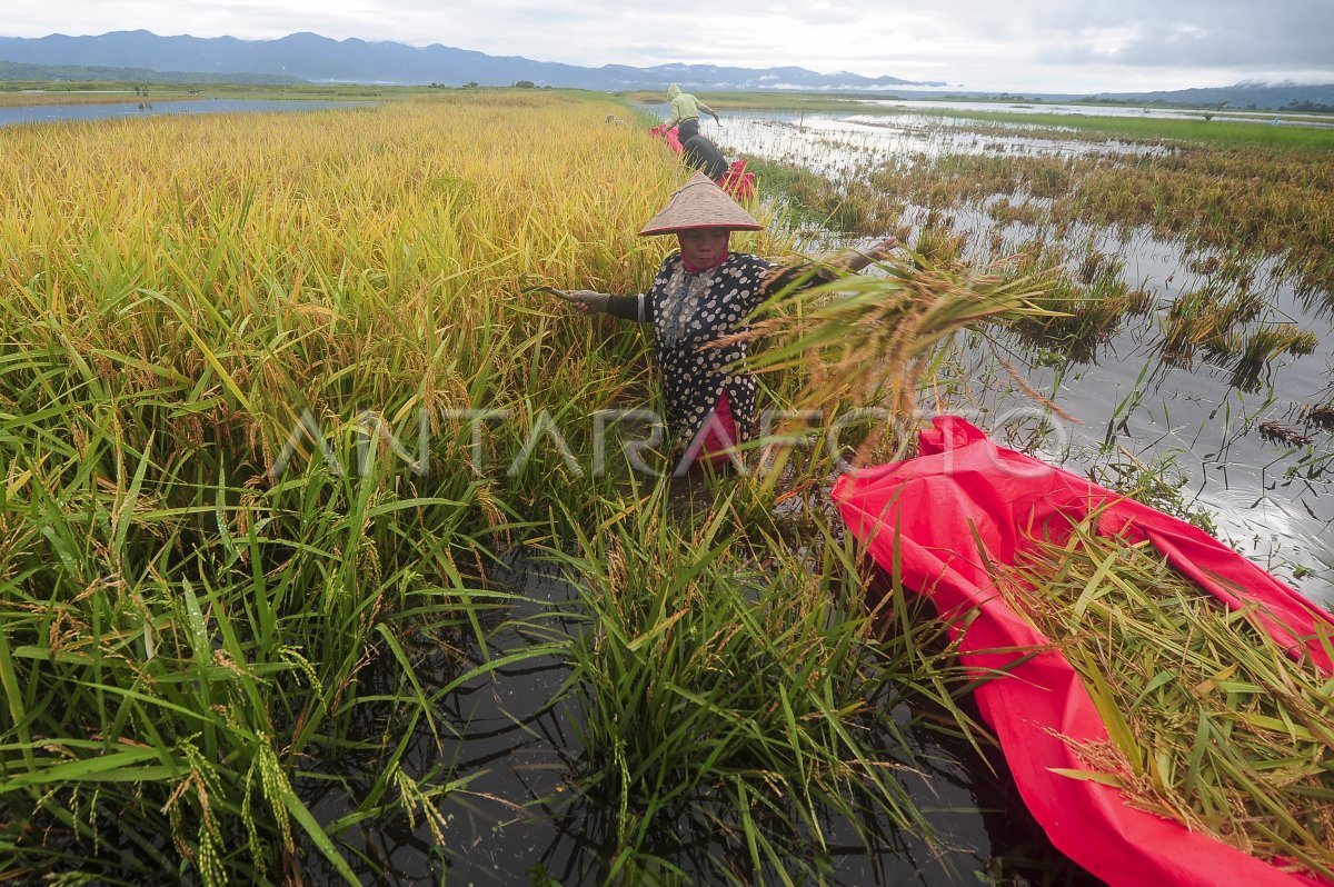 Lahan Persawahan Terdampak Banjir Di Kerinci Antara Foto