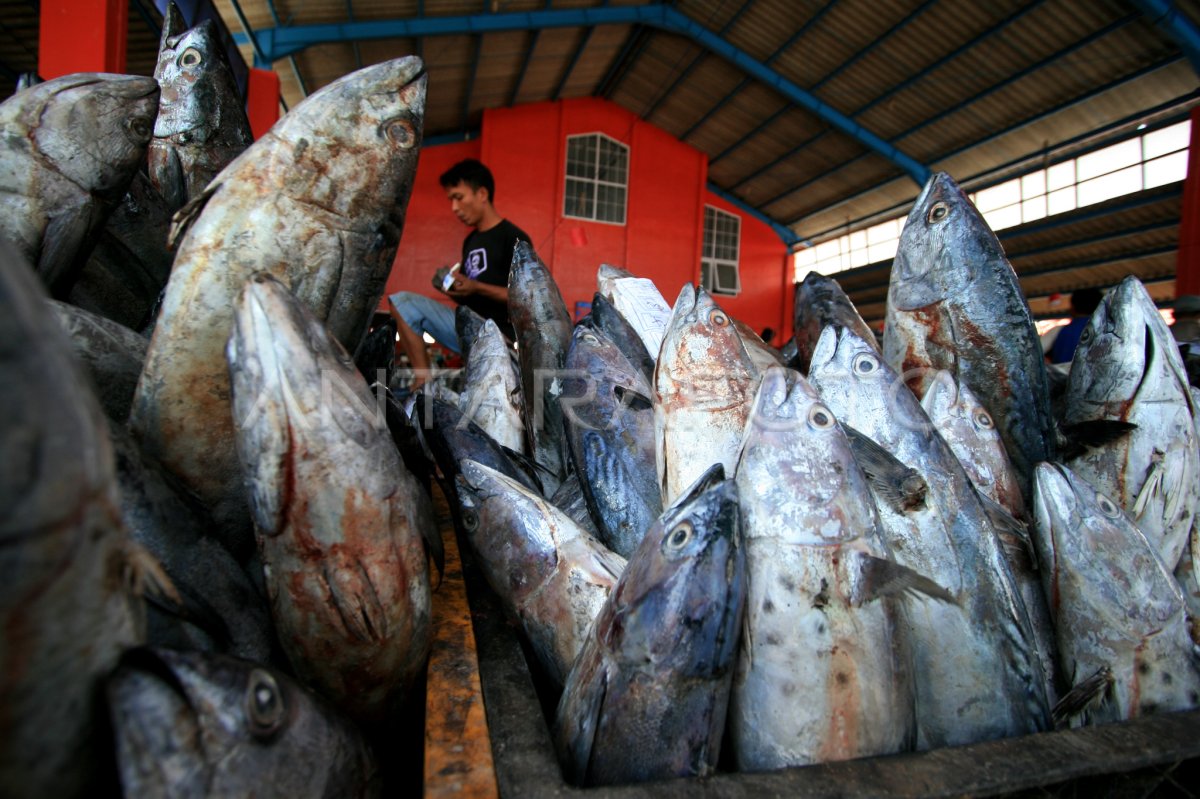 TANGKAPAN IKAN MELIMPAH ANTARA Foto