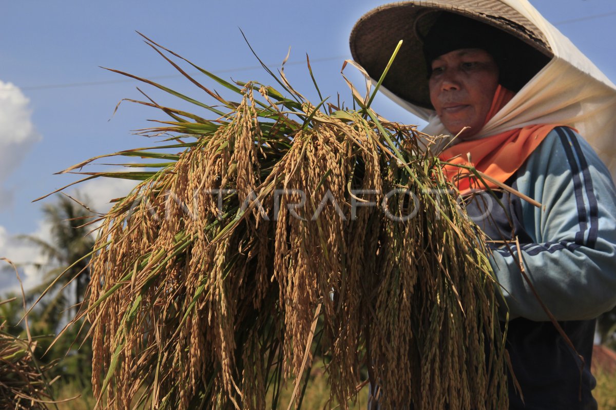 PANEN TURUN AKIBAT WERENG ANTARA Foto