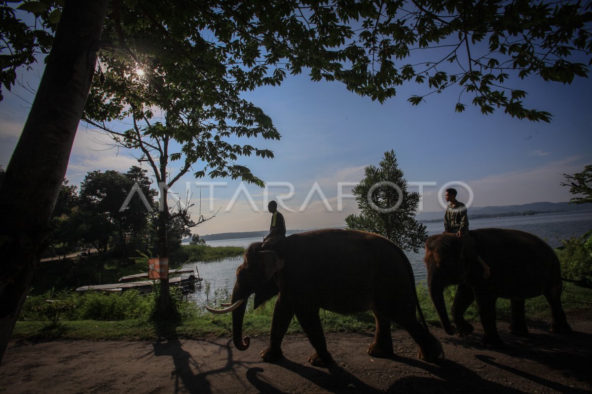 WISATA WADUK GAJAH MUNGKUR ANTARA Foto