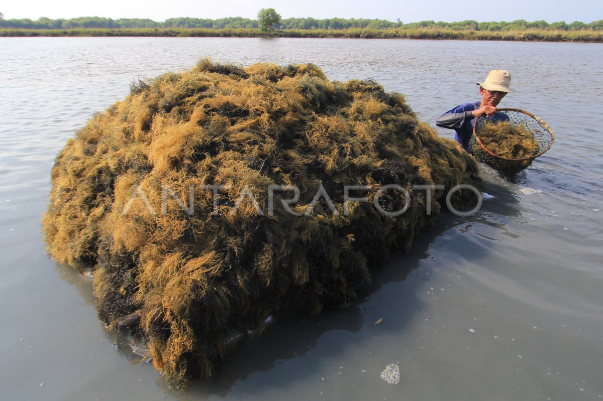 Panen Rumput Laut Antara Foto