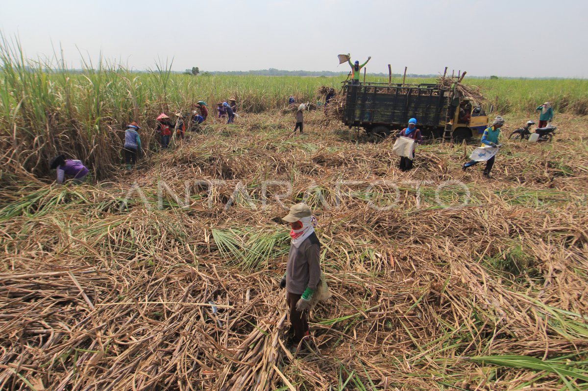 Target Produksi Gula Nasional Antara Foto