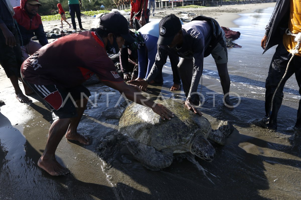 Penyelamatan Penyu Hijau Antara Foto