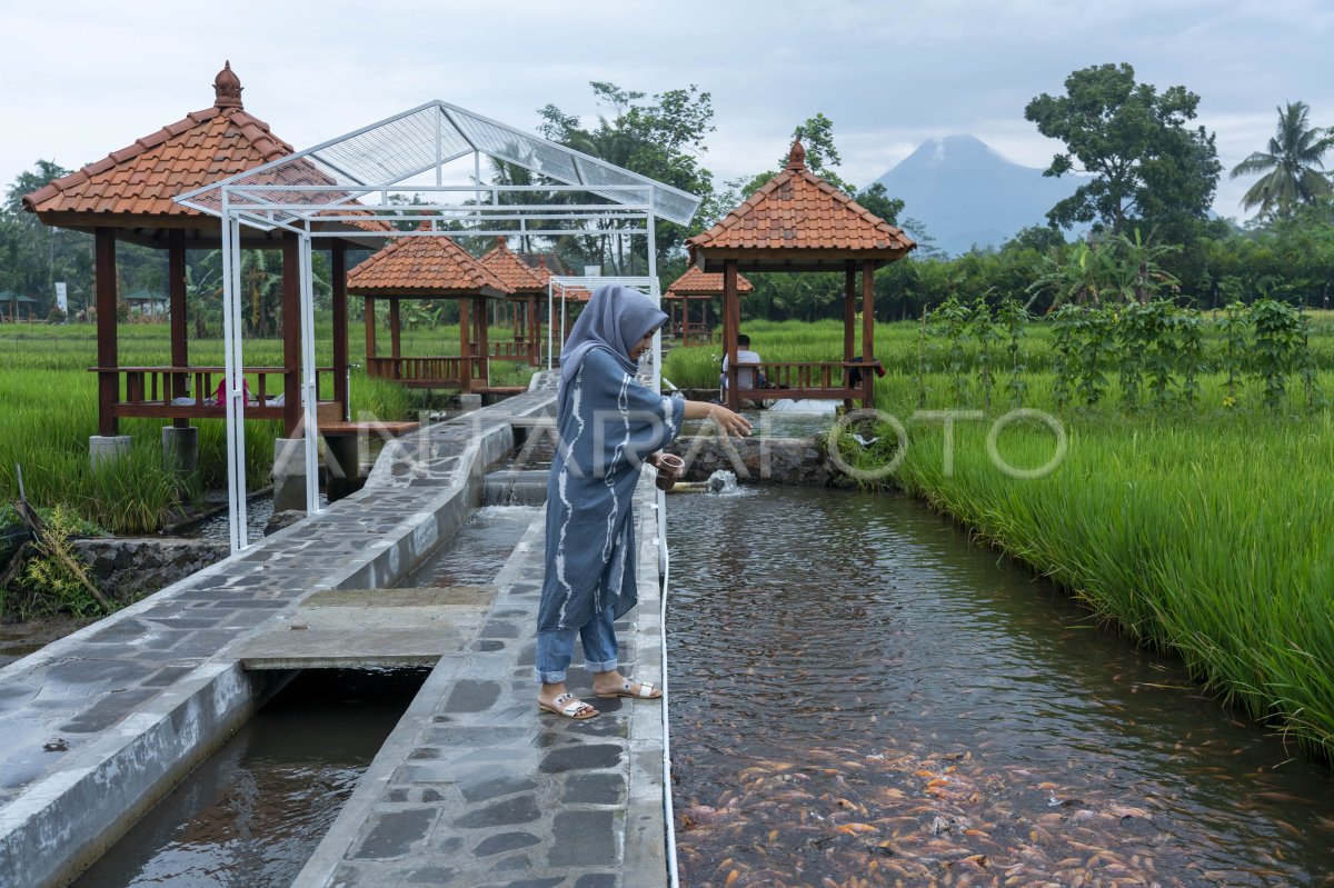 Pengembangan Wisata Edukasi Minapadi Antara Foto