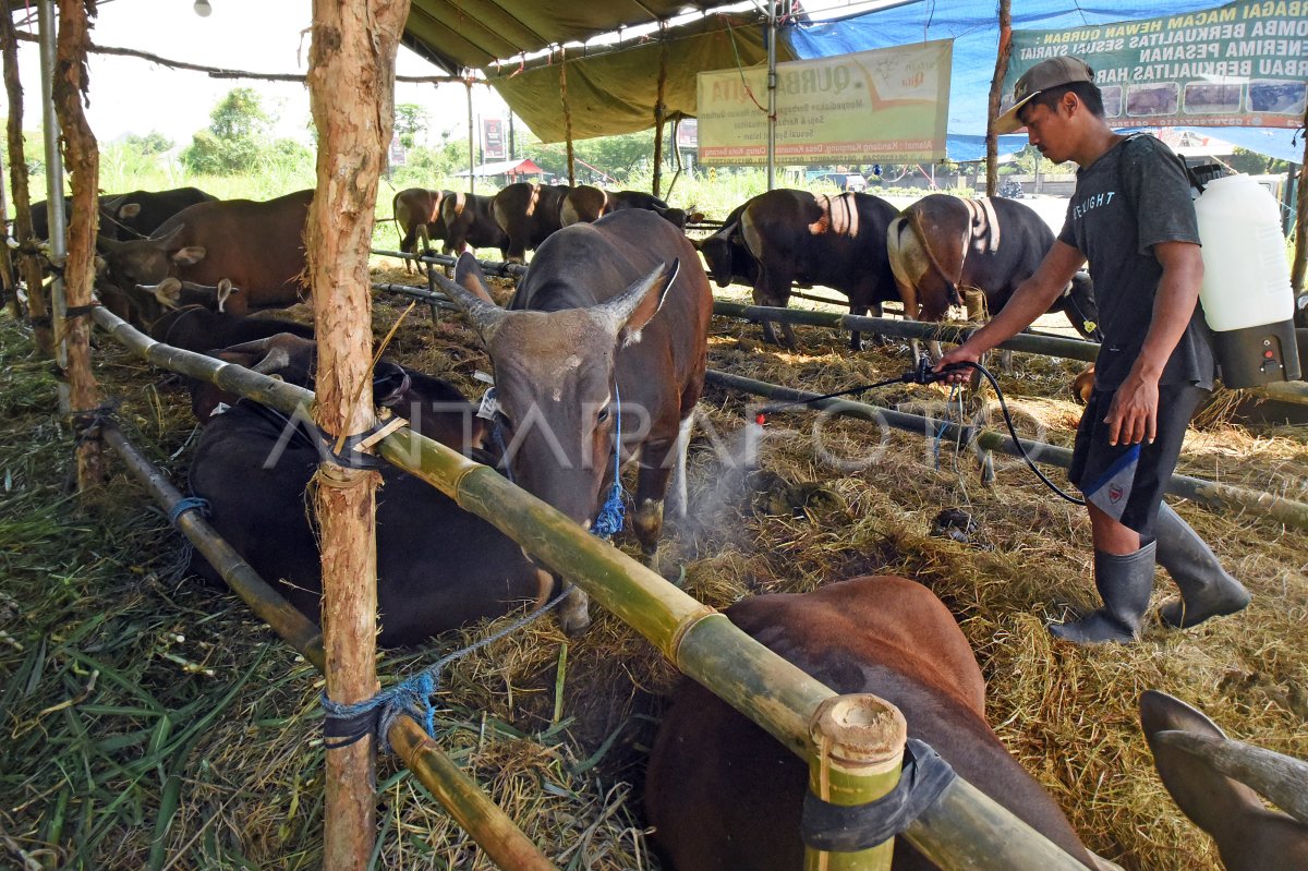 HARGA HEWAN KURBAN NAIK ANTARA Foto