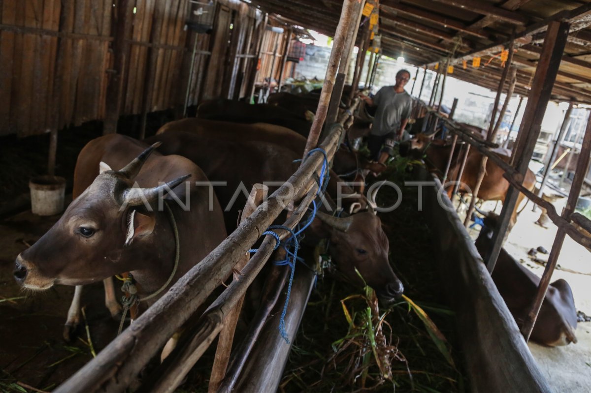 Ketersediaan Hewan Kurban Menjelang Idul Adha Antara Foto