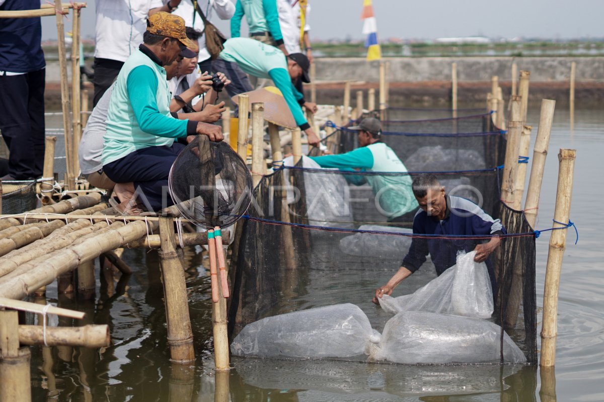 ALIH FUNGSI LAHAN PERTANIAN MENJADI TAMBAK IKAN ANTARA Foto