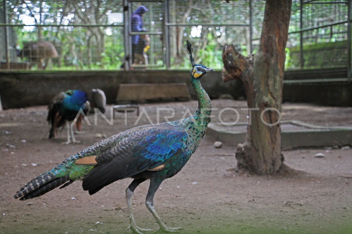 Wisata Kebun Binatang Di Gowa Antara Foto