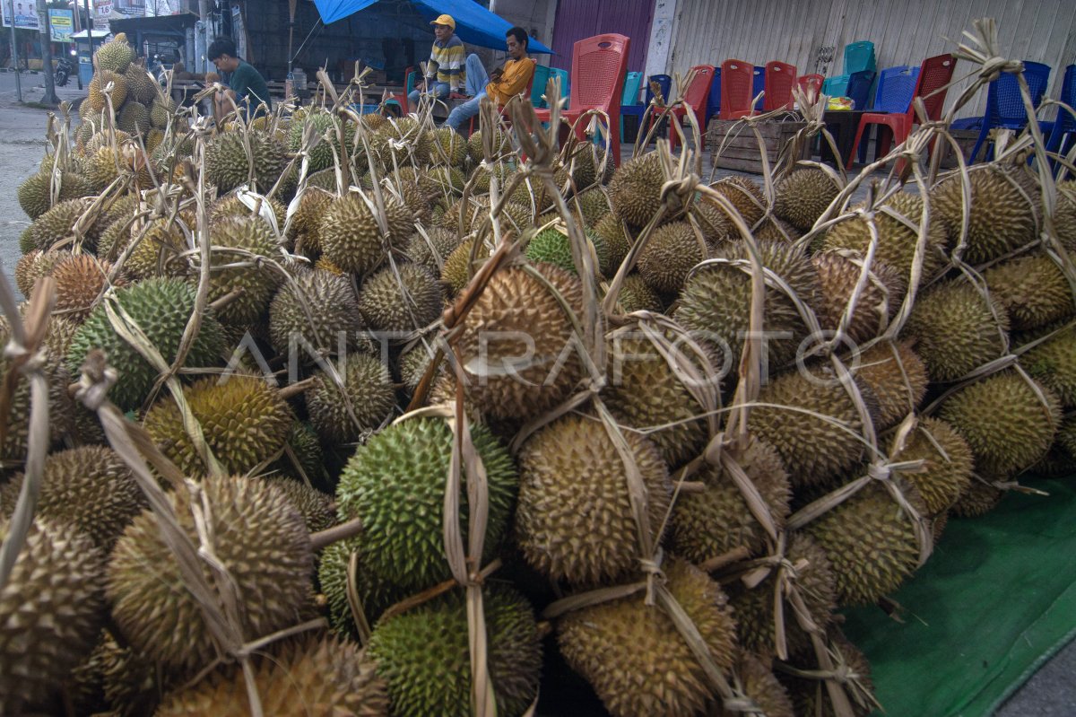 Kendala Sertifikat Kesehatan Pada Ekspor Durian Antara Foto