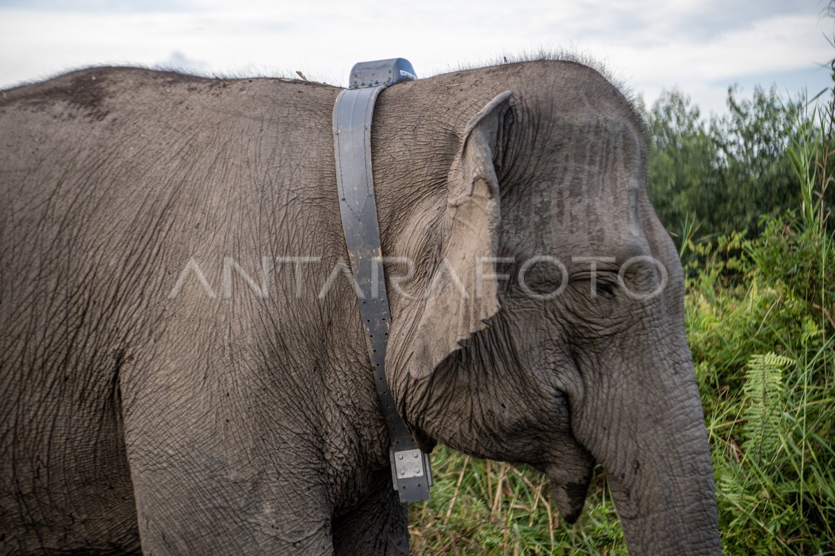 Pemasangan GPS Collar Gajah Sumatera Di OKI ANTARA Foto