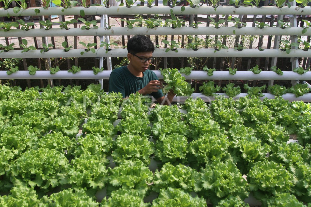 Petani Milenial Budi Daya Selada Hidroponik Antara Foto