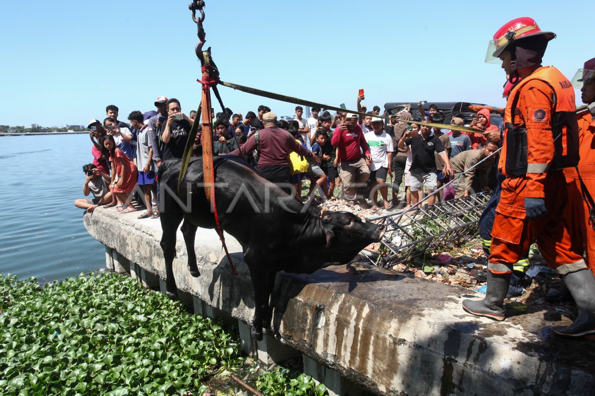 Evakuasi Sapi Kurban Tercebur Di Surabaya ANTARA Foto