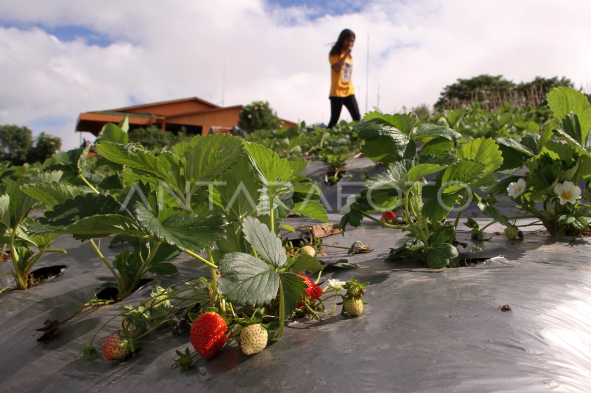 Wisata Kebun Stroberi Di Gowa ANTARA Foto