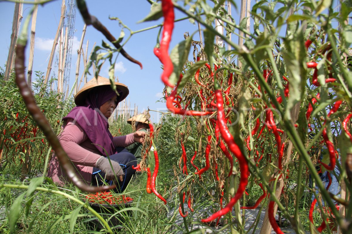 Harga Cabai Merah Besar Di Jombang ANTARA Foto