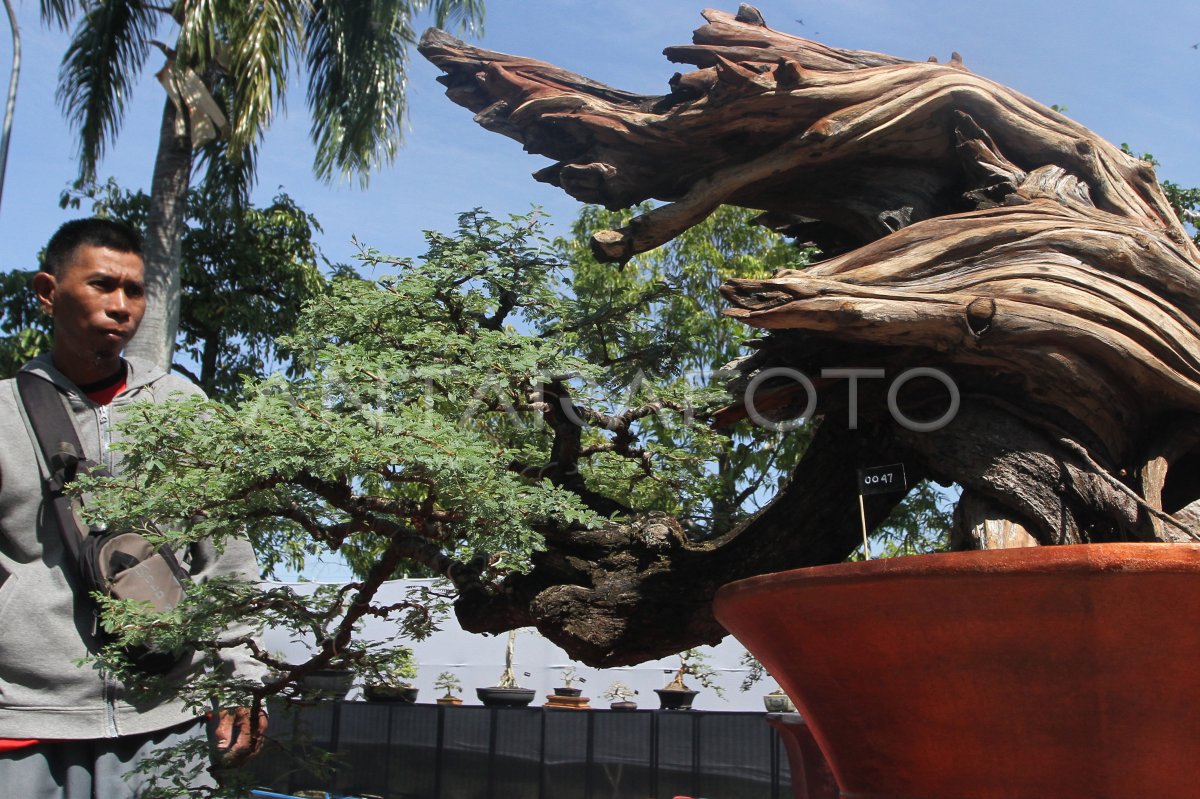 Festival Bonsai Nasional Spirit Of Java Antara Foto