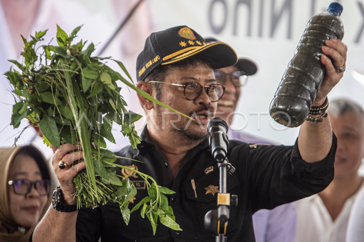 Mentan Tinjau Penanaman Padi Perdana Gernas El Nino Antara Foto