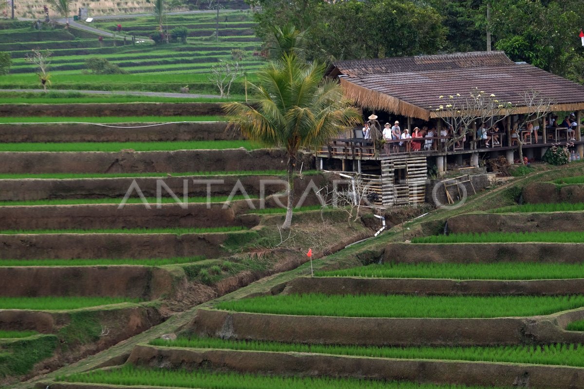 Peningkatan Kunjungan Wisata Di Jatiluwih Bali ANTARA Foto