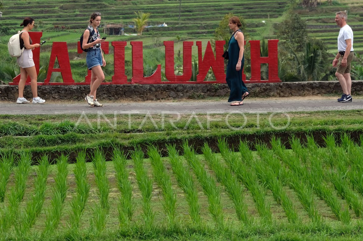 Peningkatan Kunjungan Wisata Di Jatiluwih Bali Antara Foto