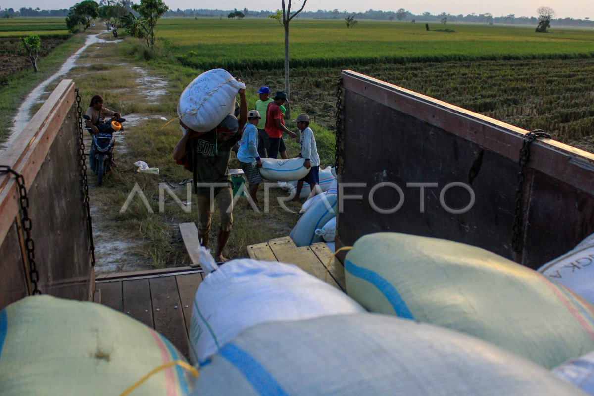 Target Produksi Gabah 2024 ANTARA Foto