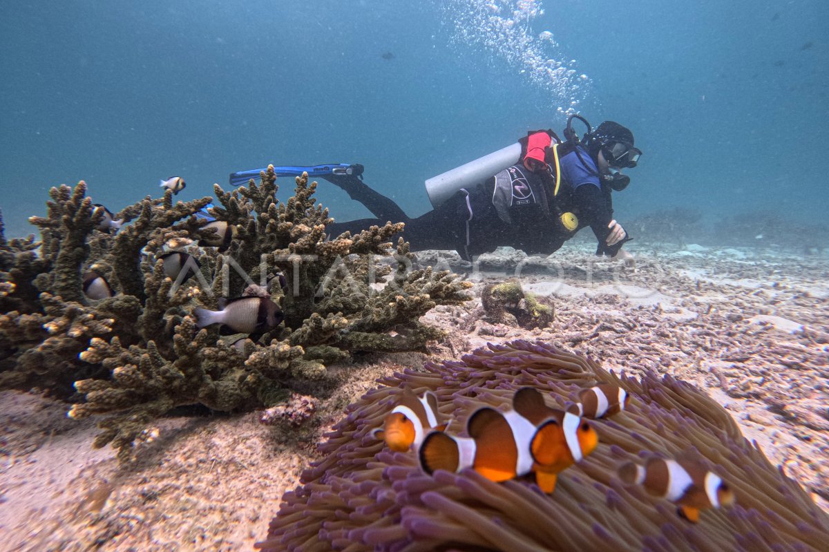 Wisata Selam Unggulan Di Pulau Weh Sabang ANTARA Foto