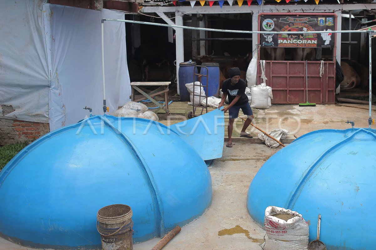 Kotoran Ternak Jadi Energi Biogas Di Jakarta Antara Foto