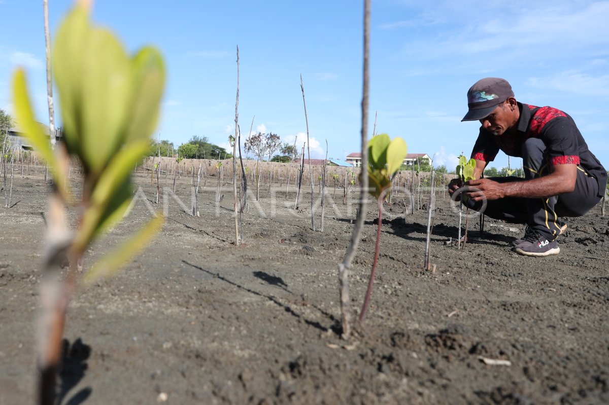 Penanaman Mangrove Hari Bumi Antara Foto