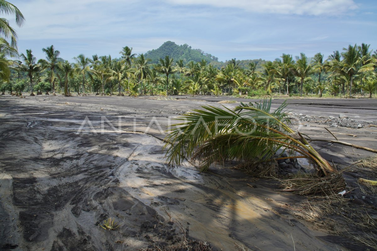 Puluhan Hektar Lahan Pertanian Terdampak Banjir Gunung Semeru ANTARA Foto