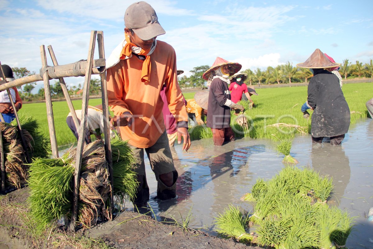 Tanam Serentak Antara Foto