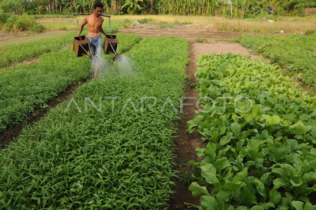 Sawah Tadah Hujan Antara Foto