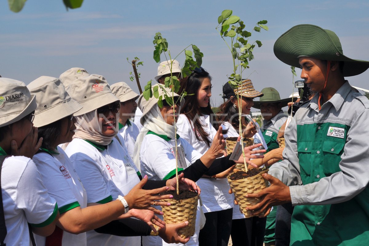 Tanam Pohon Trambesi Antara Foto